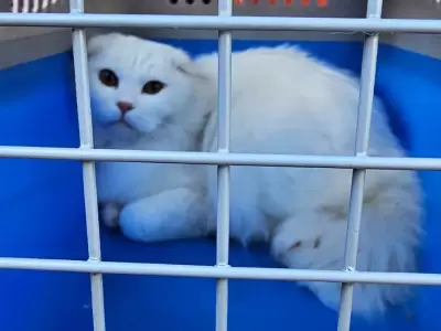 rescataron a 29 gatos de raza