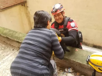 rescate gatito