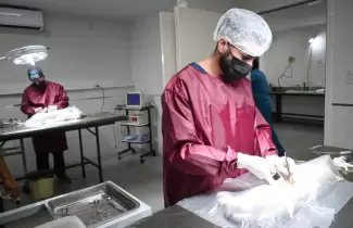 castraci�n animalitos jujuy