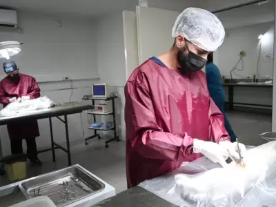castraci�n animalitos jujuy