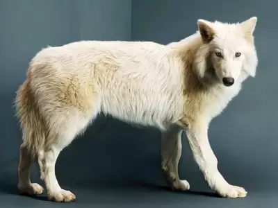 lobo terrible
