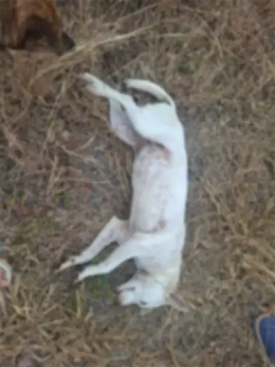 perro víctima de crueldad animal