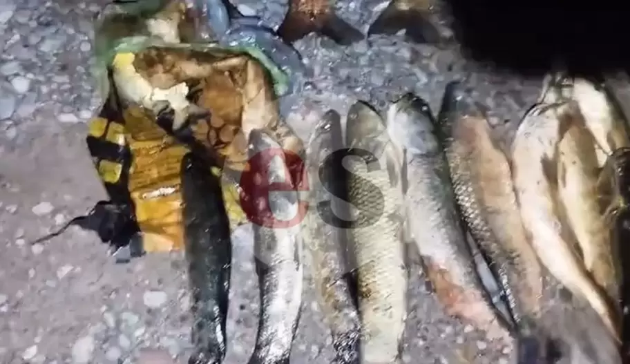dentudos y sábalos