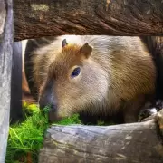 Carpinchos que patinan sobre el hielo: la tierna postal que dejó la ola polar en los Esteros del Iberá
