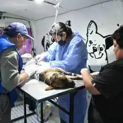 Más de 10 mil castraciones en menos de seis meses en Jujuy bajo el proyecto “Conciencia Animal”