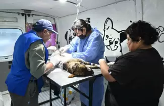 castraci�n san salvador