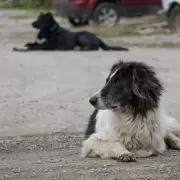 Un municipio pondrá multas de hasta $500 mil a quienes dejen sueltas a sus mascotas en la vía pública