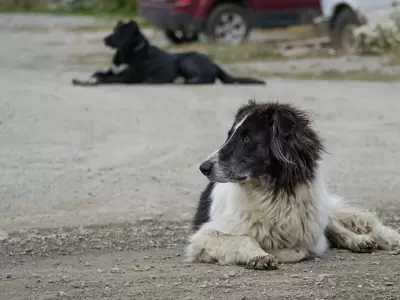 perro suelto