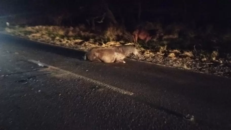 caballo herido