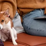 C�mo darte cuenta de que tu perro tiene fr�o y c�mo protegerlo del cambio de clima