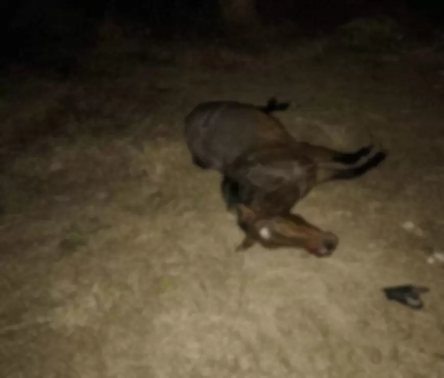 equino muerto