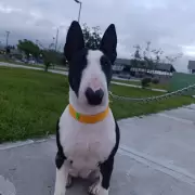 Buscan a "Pepa", una perrita que se llevaron en un taxi frente al Cementerio Jard�n del Castillo