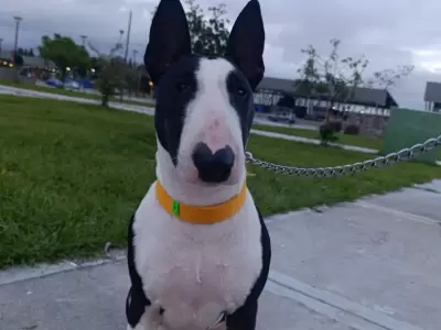 perrita cementerio