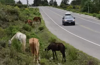 caballos sueltos