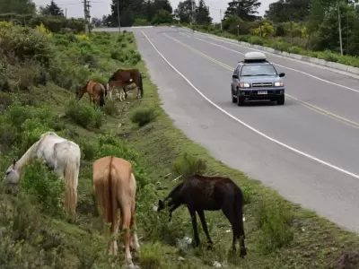 caballos sueltos
