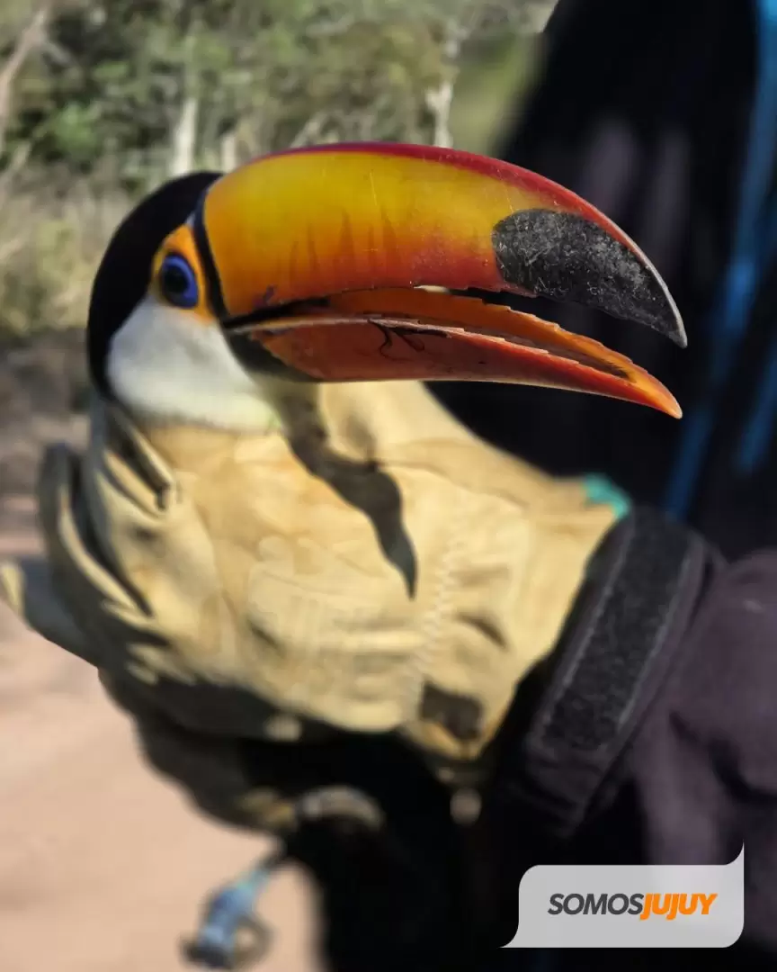 liberaron aves La Reina
