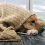 D�nde deben dormir los perros en noches fr�as, seg�n los expertos