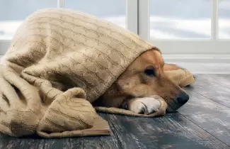 perros frio