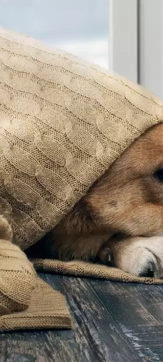 perros frio