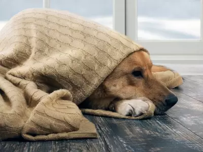 perros frio