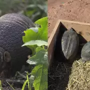 Liberaron ejemplares de fauna silvestre rehabilitados en el río San Francisco