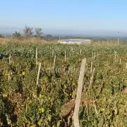 Las heladas arrasaron los cultivos en los Valles: productores estiman pérdidas de hasta el 40%