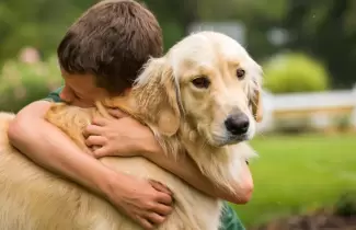 perros
