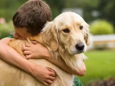 perros