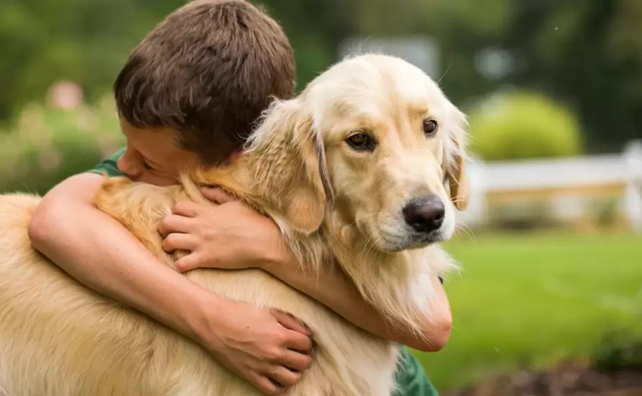 perros