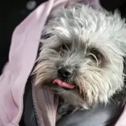 Proyecto Conciencia Animal: castraron m�s de 3 mil mascotas