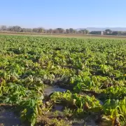 Las heladas afectaron a la producción en Jujuy: anticipan un fuerte aumento en los precios de verduras, frutas y hortalizas
