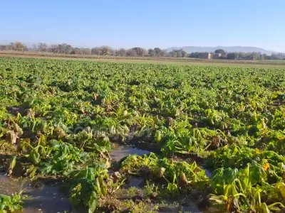 heladas jujuy