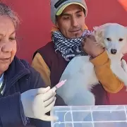 Conocé el cronograma semanal de castración y vacunación en la capital jujeña