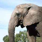 Kenya, la última elefanta en cautiverio de la Argentina, fue trasladada a un santuario de Brasil