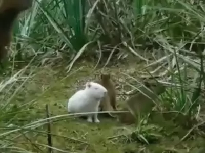 carpincho albino
