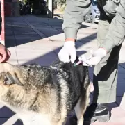 Semana del Animal: se realizarán operativos de vacunación, castración y registro de mascotas