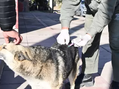 Semana del Animal: se realizar�n operativos de vacunaci�n, castraci�n y registro de mascotas