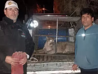 rescate de puma en juella