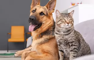 perro y gato