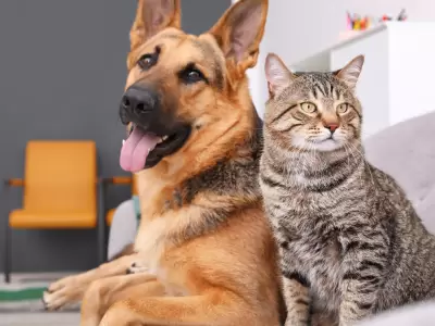 perro y gato