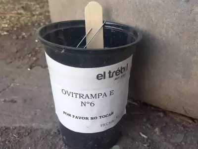 ovitrampa
