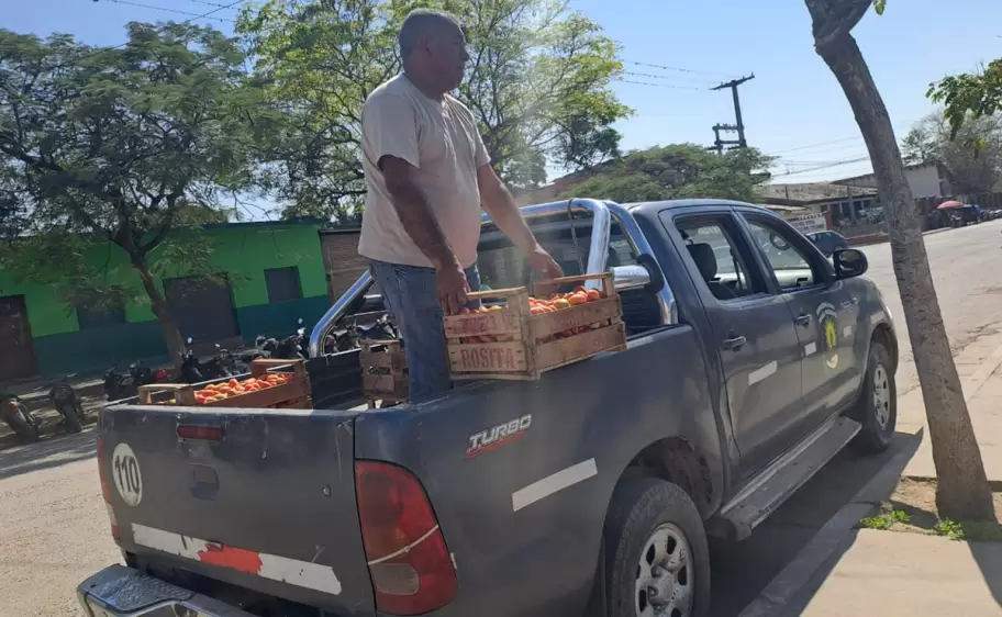 produccion de tomate