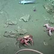 Científicos del Conicet descubrieron 40 nuevas especies en el cañón submarino Mar del Plata