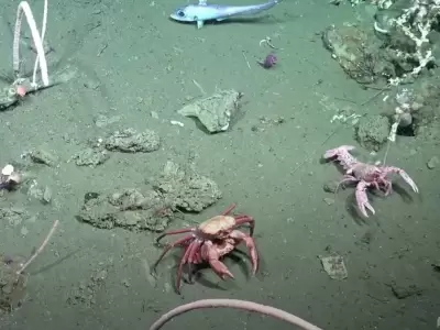 imagenes en el fondo del mar conicet