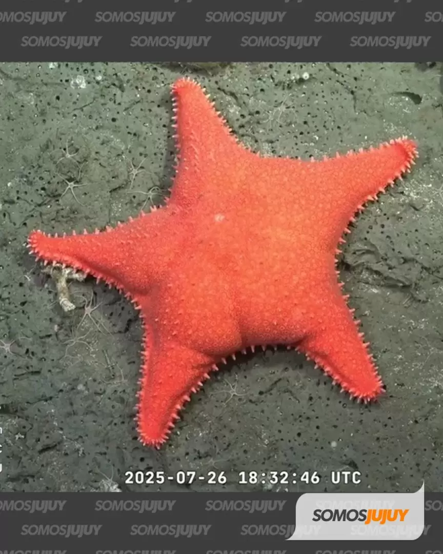 imagenes en el fondo del mar conicet