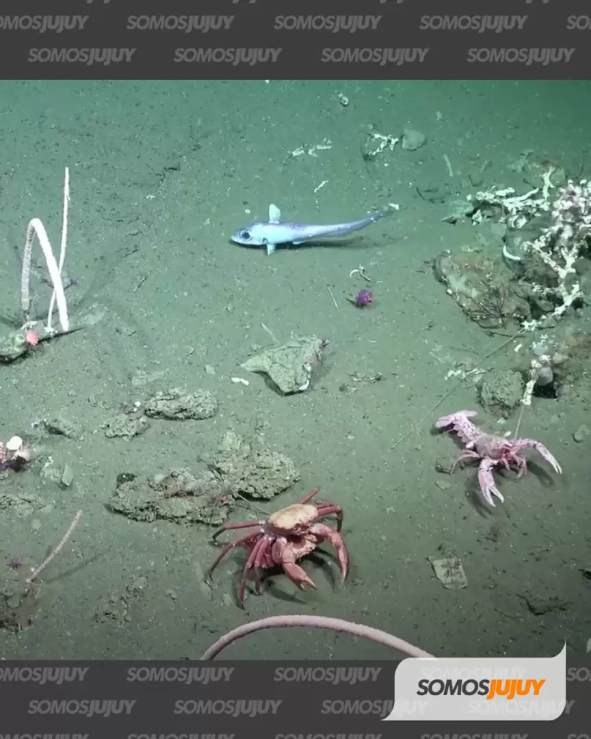 imagenes en el fondo del mar conicet