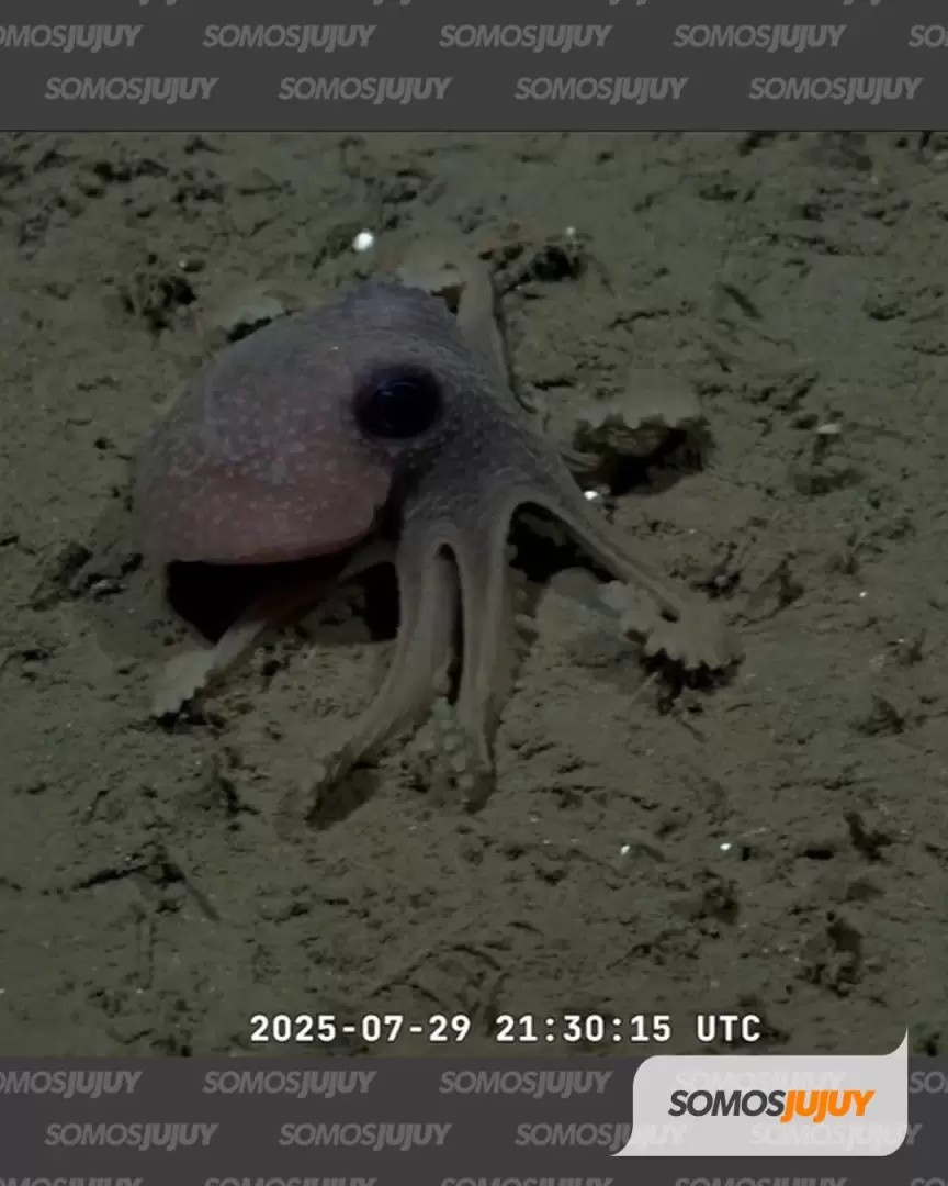 imagenes en el fondo del mar conicet