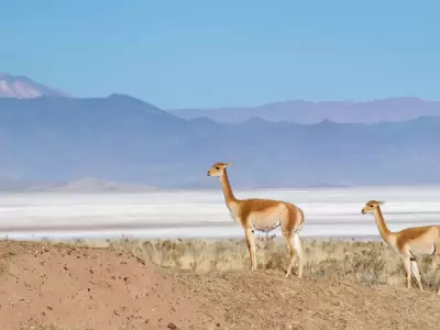 puna juje�a