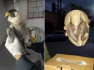 ejemplares rescatados en san pedro