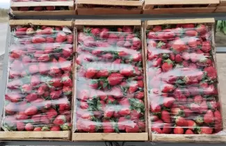 frutillas